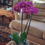 Samsung - Galaxy S25 128GB photo review